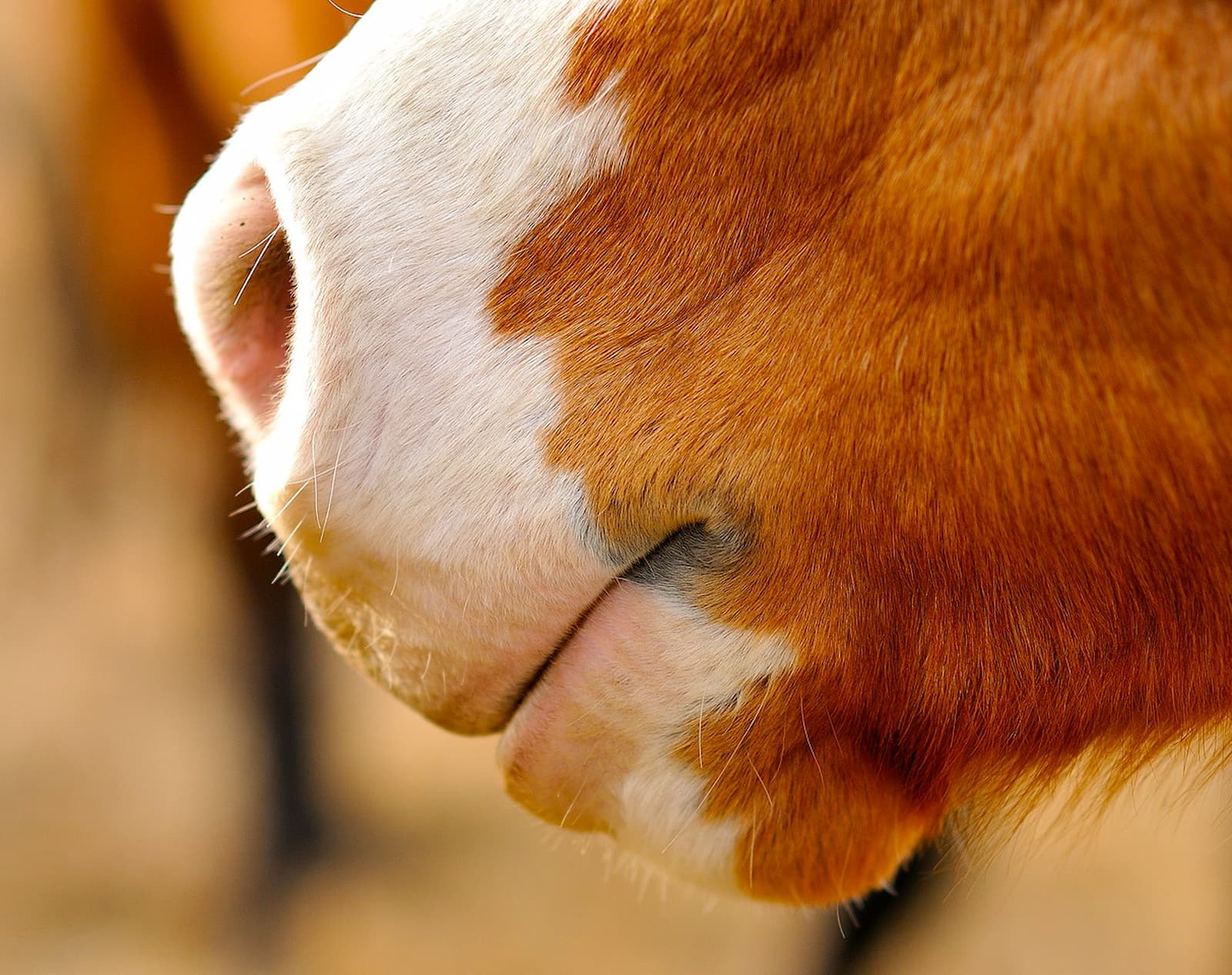 The Equine Connection Hard Truth Manifesto