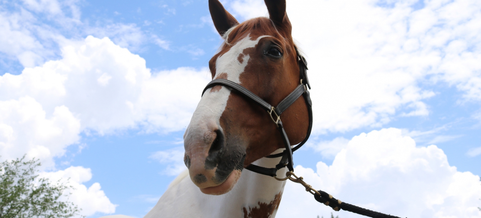 6 Ways to Be There for Your Equine w/ Doug Walsh @ Dark Horse Stables