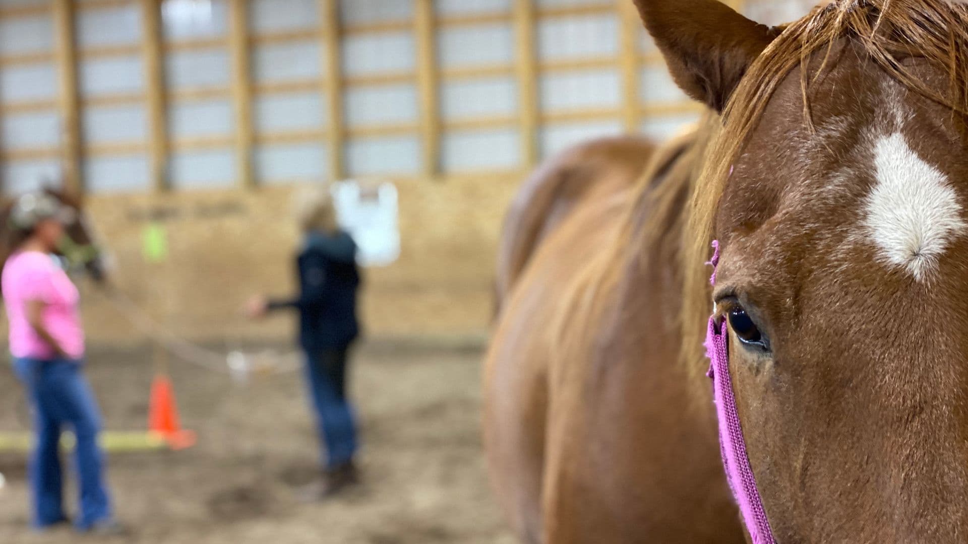 It's Not Your Dream If It's Not Hard - Part 9 - The Crystallization of Equine Connection